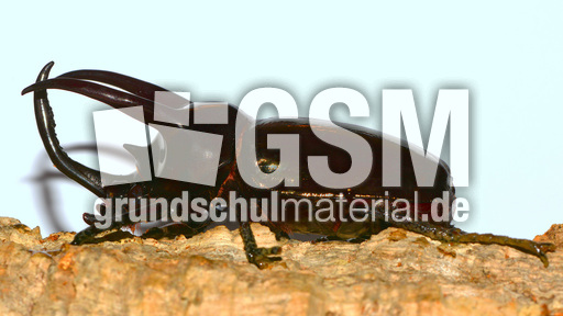 Dreihornkäfer (05).jpg